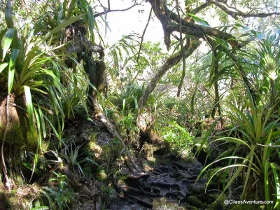 04-La-Forêt-Primaire-de-Bélouve-Randonnee-La-Reunion.webp