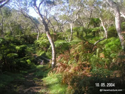 07-La-Forêt-Primaire-de-Bélouve-Randonnee-La-Reunion.webp
