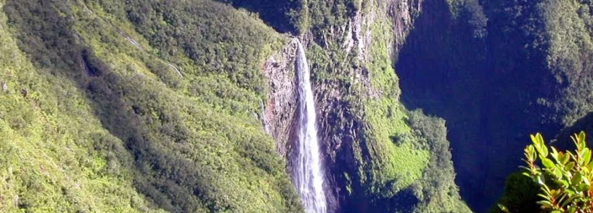 Canyoning Réunion : The primary forest of Bélouve à La Réunion